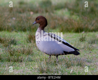 Canard en bois australien mâle (Chenonetta jubata), Sydney, Australie Banque D'Images