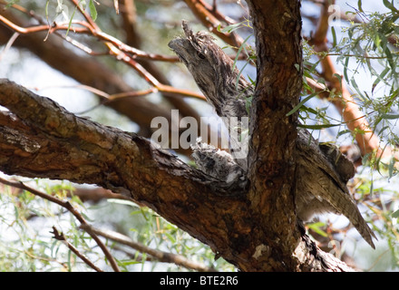 Podargus strigoides une grille supérieure (fauve) et des poussins sur son nid, Royal National Park, Sydney, Australie Banque D'Images