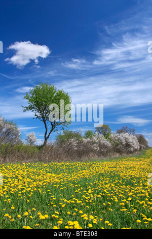 Au printemps avec la floraison de couverture prunellier / prunelle (Prunus spinosa) et le pissenlit (Taraxacum officinale) dans la zone, Allemagne Banque D'Images