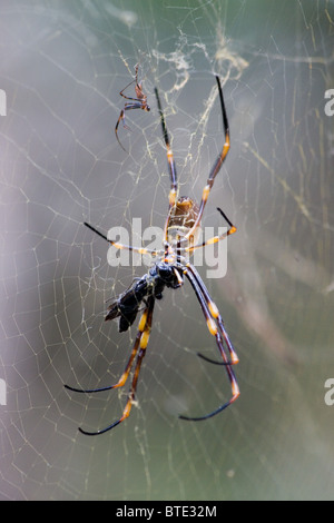 Golden Orb Weaver (Nephila spider) sur un site web, Sydney, Australie Banque D'Images