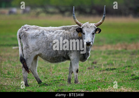 Bovins gris hongrois / hongrois Steppe bovins (Bos primigenius / Bos taurus), Hansag, Hongrie Banque D'Images