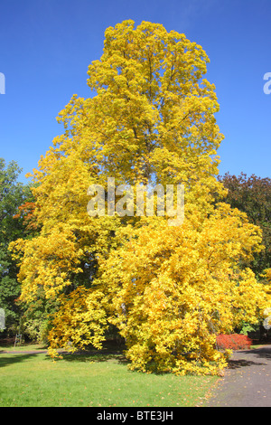 Le vieil arbre arbre hicory avec feuilles jaunes en automne Carya laciniosa Banque D'Images