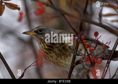 L'alimentation sur l'automne venu Fieldfare rowan berries. 6927 SCO Banque D'Images