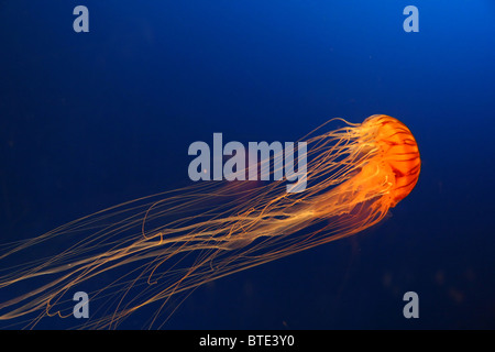 Les méduses à Osaka Kaiyukan aquarium, Japon Banque D'Images