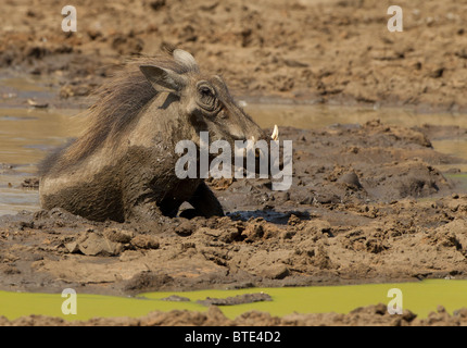 Phacochère se vautrer dans la boue et l'eau à un étang dans le Parc National Kruger, Afrique du Sud. Banque D'Images