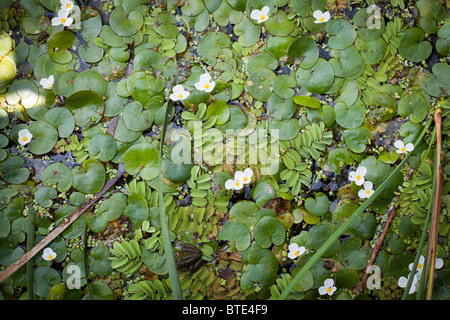 De nénuphars et de feuilles de nénuphars,national,réserve arkutino Bulgarie-nymphaeaceae Banque D'Images