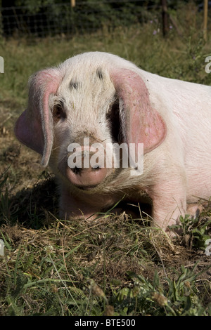 Oldspot Gloucester porcelets sur fermette en Kent, Angleterre Banque D'Images