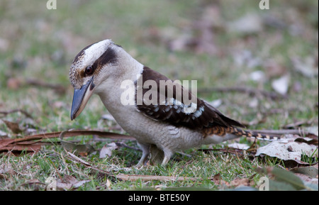 Laughing Kookaburra Dacelo novaeguineae (), Sydney, Australie Banque D'Images