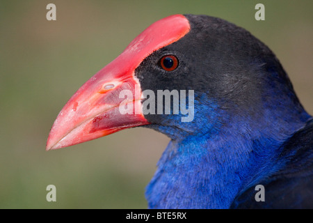 Talève Sultane (Porphyrio porphyrio), Royal National Park, Sydney, Australie Banque D'Images