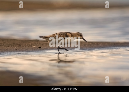 Sanderling (Calidris alba) se nourrissant le long de la rive des Açores à l'heure dorée. Banque D'Images