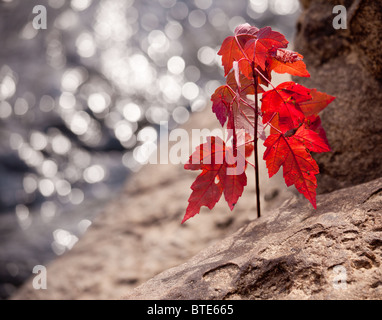 Feuille d'érable à l'automne de plus en plus rock par une rivière en automne Banque D'Images