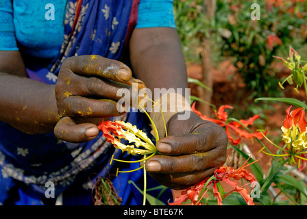 Les travailleurs agricoles qualifiés faisant la pollinisation manuelle dans Gloriosa superba Banque D'Images