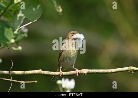 Verdier (Carduelis chloris) - femelle avec une plume pour son nid Banque D'Images