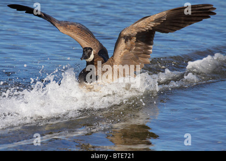 Canada goose landing sur lagoon-Victoria, Colombie-Britannique, Canada. Banque D'Images