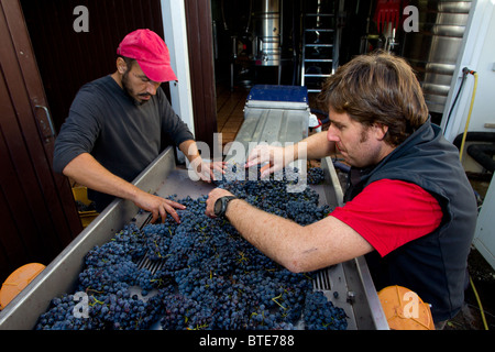 Vin rouge les raisins sont triés et traités par un égrappage machine dans une cave dans le Priorat région de Catalogne, Espagne Banque D'Images