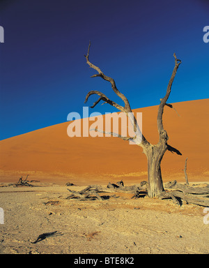 Le Dead Vlei dans le désert du Namib Banque D'Images