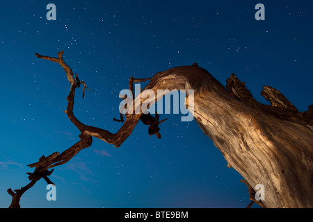 Moody ciel étoilé vu du dessous d'un arbre mort Banque D'Images