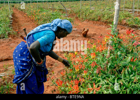 Les travailleurs agricoles qualifiés faisant la pollinisation manuelle dans Gloriosa superba Banque D'Images