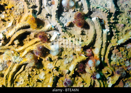 Arbre de Noël de la colonie vers la côte au large de Key Largo, Floride, USA Banque D'Images