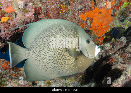 Gray angelfish côte au large de Key Largo, Florida, USA Banque D'Images