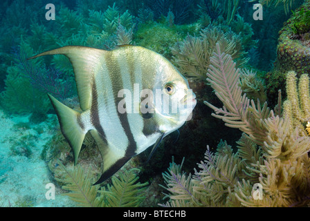 Atlantic spadefish côte au large de Key Largo, Florida, USA Banque D'Images