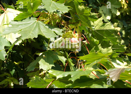 Sycamore Tree Seeds Banque D'Images