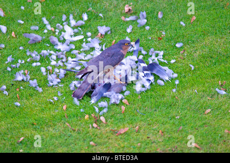 Oiseau de Prey, le Sparrowhawk en Angleterre, a vu manger un pigeon qu'il avait juste pris Banque D'Images