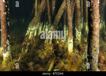 Les palétuviers rouges à Key Largo, Golfe du Mexique, la Floride, USA Banque D'Images