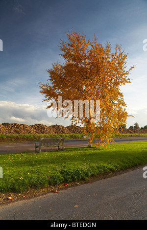 Betterave à sucre Essex Copford empilé dans la zone en attente de collection Automne 2010 Banque D'Images