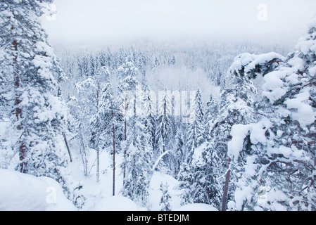 En hiver Nuuksio National Park, Espoo, Finlande Banque D'Images