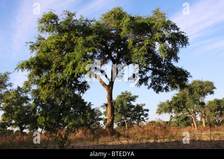 Feidherbia albida forêt sur les berges du Zambèze Banque D'Images