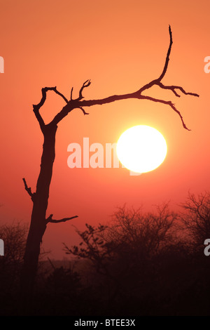 Silhouette d'arbre mort au coucher du soleil Banque D'Images