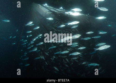 Salmon-serran autour d'un filet dans la mer Méditerranée Banque D'Images