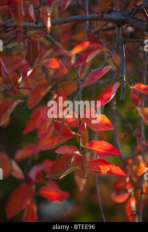 Close up of tamboti (Spirostachys africana) feuilles dans les tons d'automne Banque D'Images