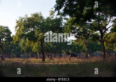 Feidherbia albida forêt sur les berges du Zambèze à Mana Pools National Park Banque D'Images