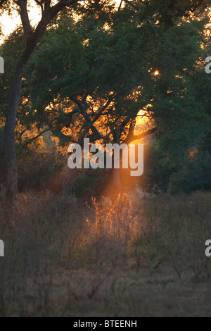 Un arbre de Le soleil brille à travers la canopée d'une forêt Albida savanna Banque D'Images