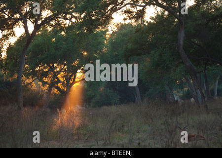 Un arbre de Le soleil brille à travers les forêts du Zambèze et le dirigeant d'une impala de ram au repos dans l'avant-plan Banque D'Images