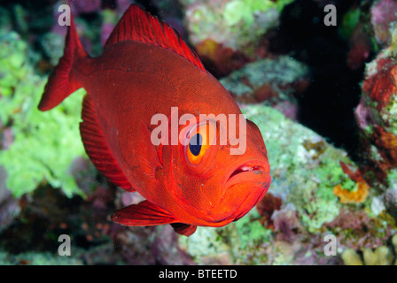 Queue de poisson obèse de croissant sur un récif de la Mer Rouge. Banque D'Images