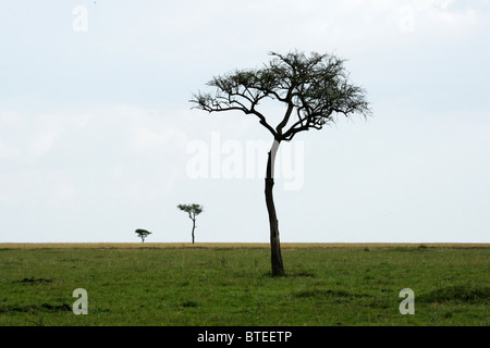 Vue panoramique d'une grande prairie avec un arbre isolé sur les plaines d'herbe courte du Mara Banque D'Images