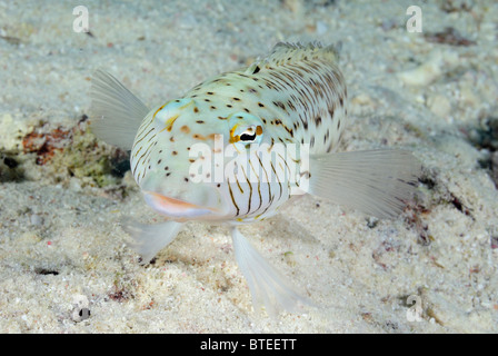 Sandperch mouchetée poisson sur le sable de la Mer Rouge. Banque D'Images