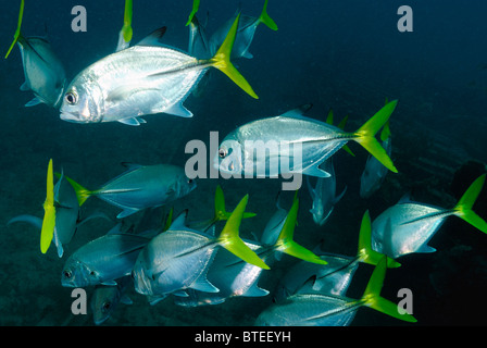 De l'école Jack obèse côte poisson au large de Key Largo, Florida, USA Banque D'Images