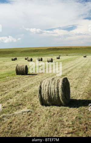 Paysage avec des balles de foin enroulé sur un champ Banque D'Images