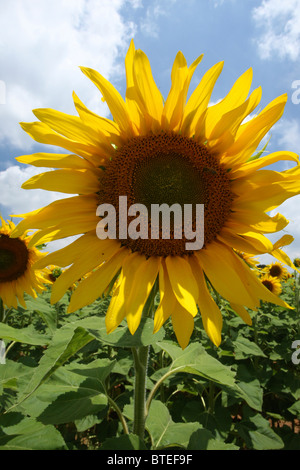 Close-up of sunflower Banque D'Images