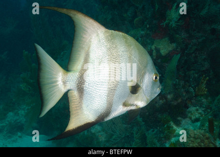 Atlantic spadefish côte au large de Key Largo, Florida, USA Banque D'Images