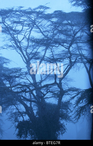 La fièvre Lerai arbres dans la brume Banque D'Images