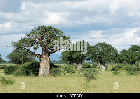 Baobabs et un ciel nuageux au-dessus Banque D'Images