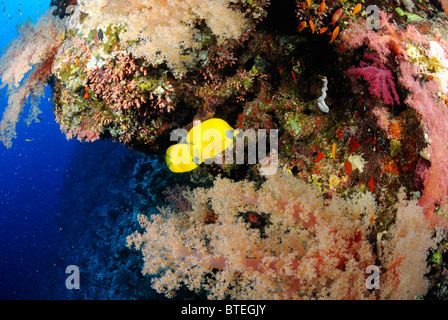 De plus en plus de colonies de coraux mous sur un drop off, off hamata, Égypte, côte de la Mer Rouge Banque D'Images