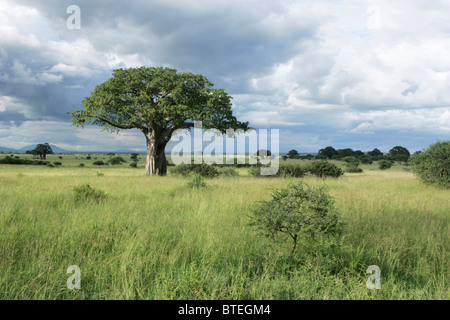 Baobabs et un ciel nuageux Banque D'Images