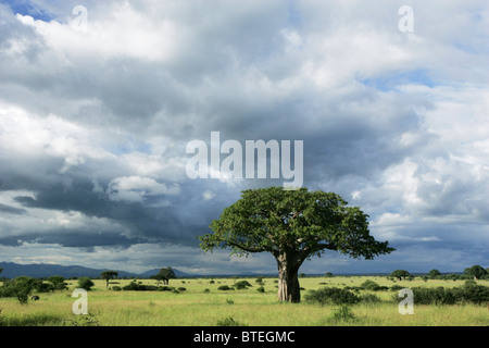 Baobabs et un ciel nuageux Banque D'Images