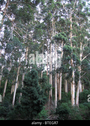 Low angle view of blue gum les arbres d'une plantation Banque D'Images